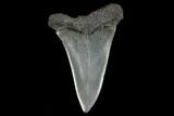 Fossil Mako Shark Tooth - South Carolina #128749-1